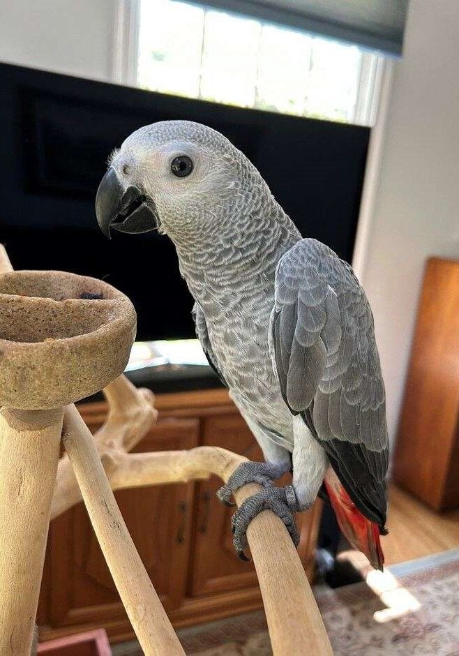 ZAZU